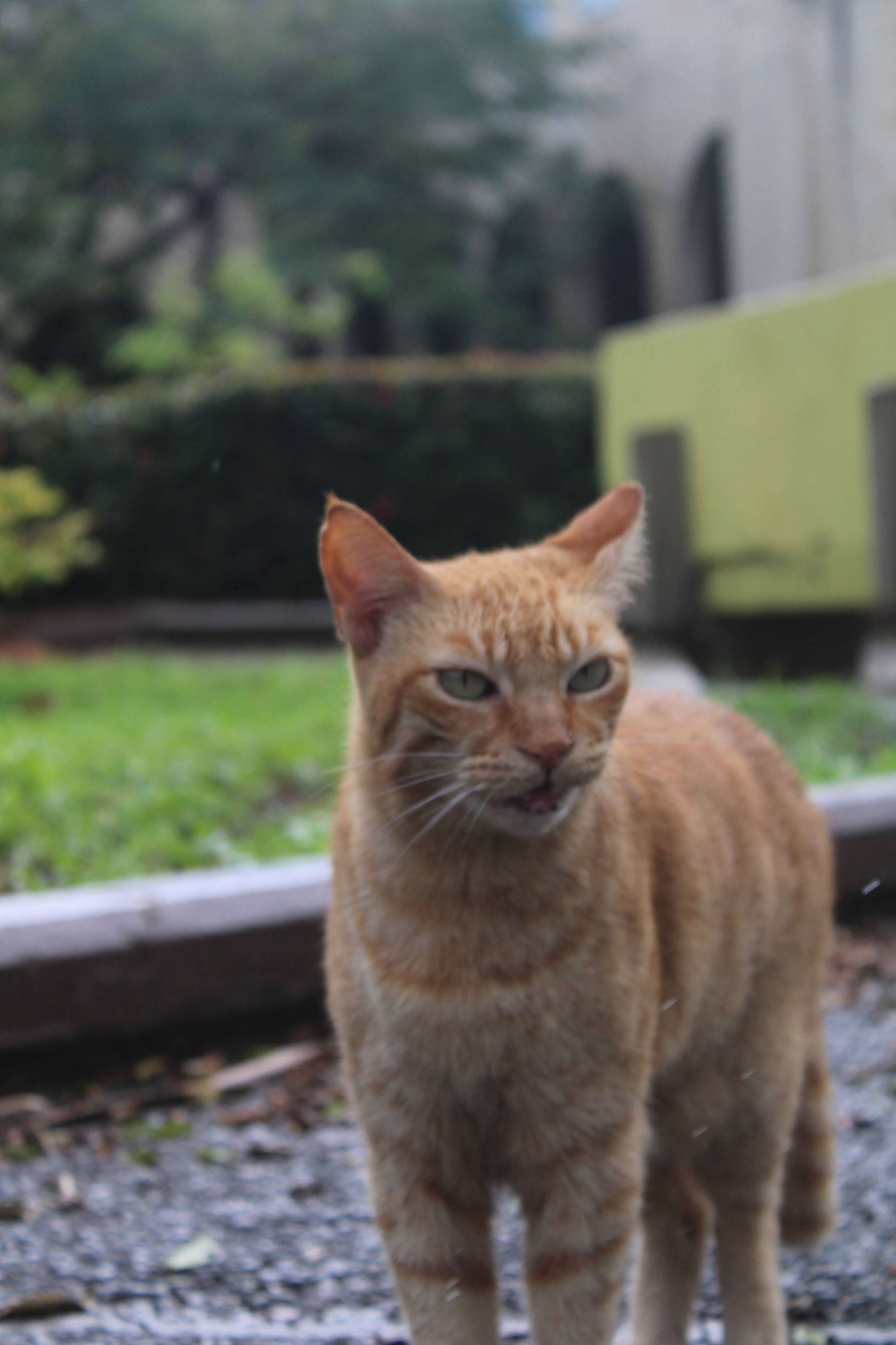 Cat in the rain